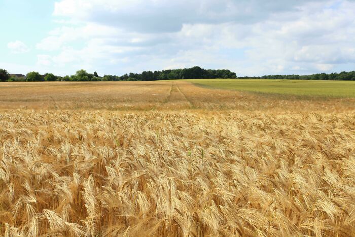Golden wheat field under a partly cloudy sky representing that our world isn't a total nightmare and hope exists outdoors.