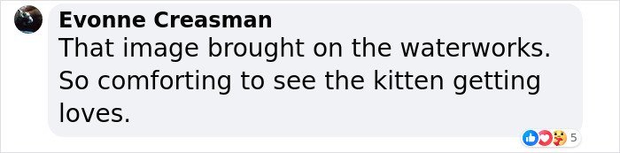 After Vet Rescued Rico As A Kitten, He&rsquo;s Been Paying It Back By Taking Care Of Patients