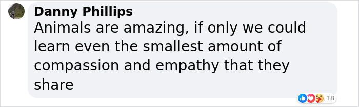 After Vet Rescued Rico As A Kitten, He&rsquo;s Been Paying It Back By Taking Care Of Patients