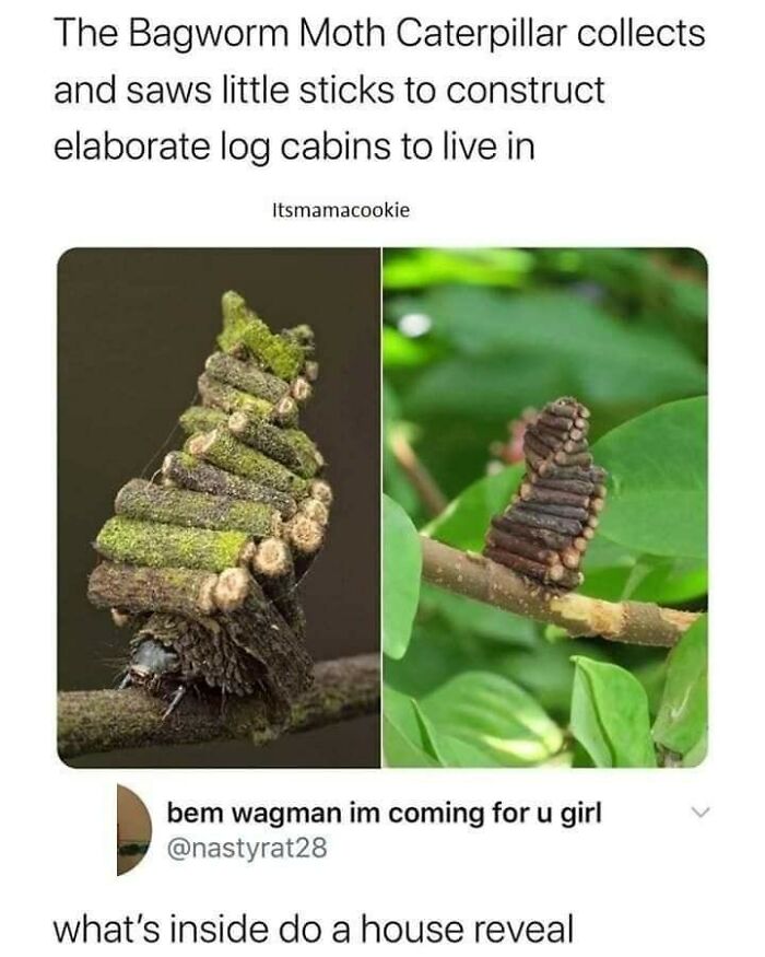 Blockchain-Memes-For-Decentralized-Teens