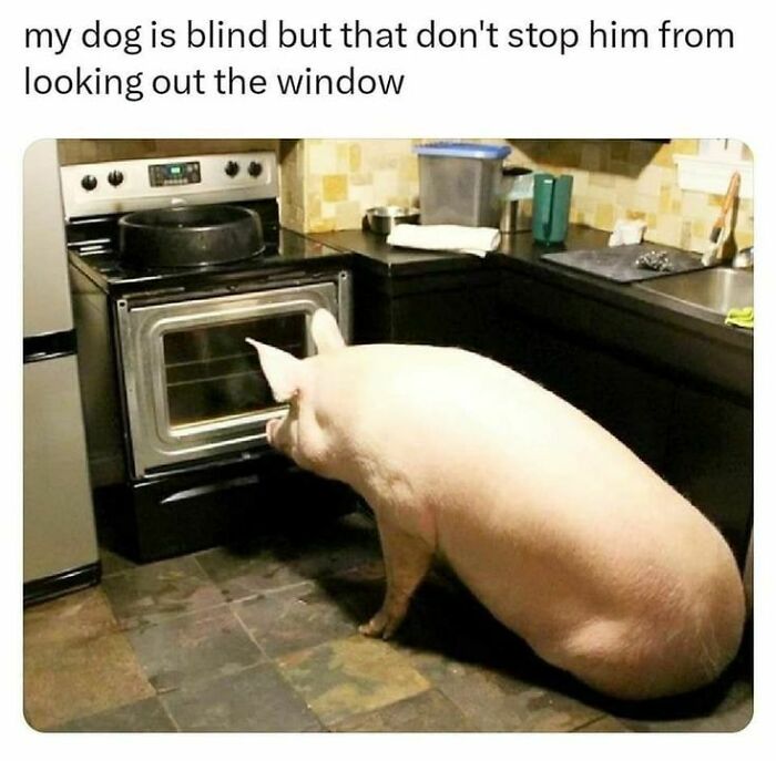 Blockchain-Memes-For-Decentralized-Teens