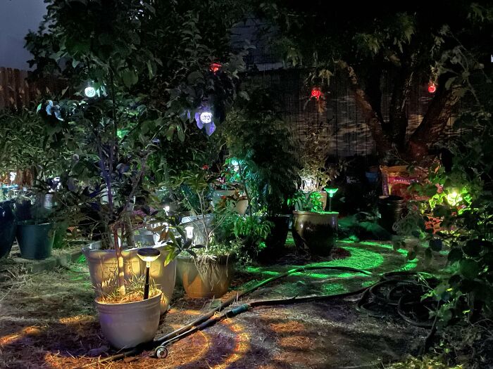 Colorful solar light balls glowing in a backyard garden, creating a chic and budget-friendly outdoor ambiance at night.