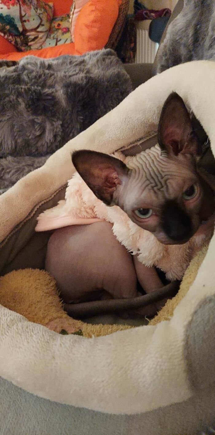 Munchkin Kitten (6 Pics)