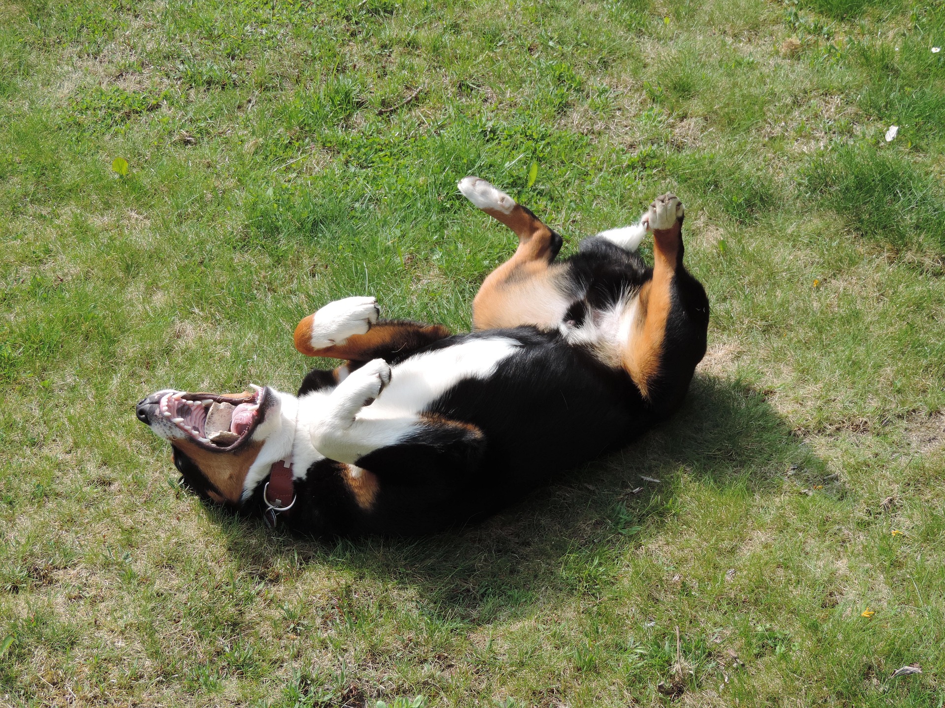 Dog lying on grass, belly exposed, potentially showing signs of red spots.