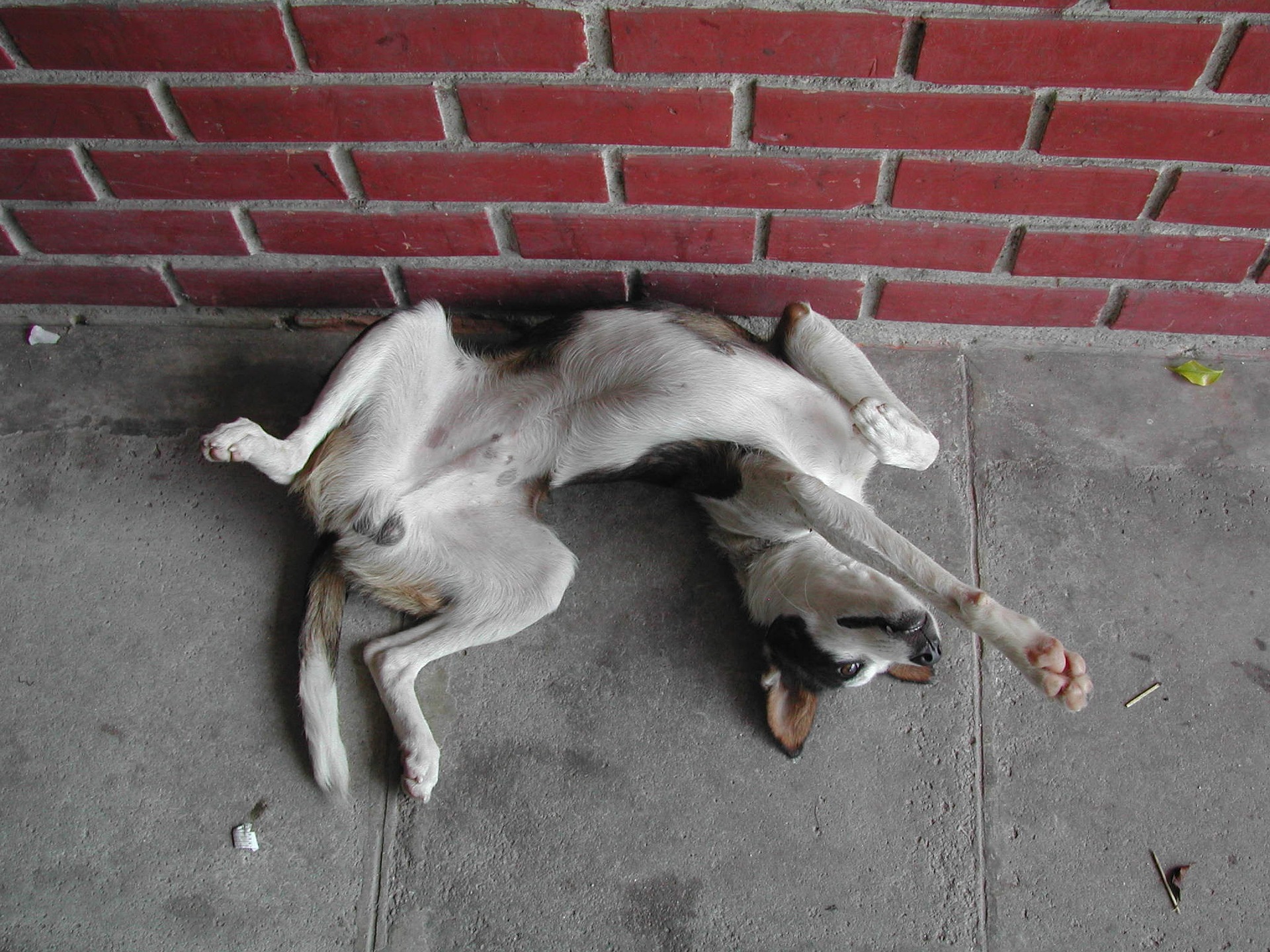 Dog lying on its back showing belly with red spots on concrete floor next to a red brick wall.
