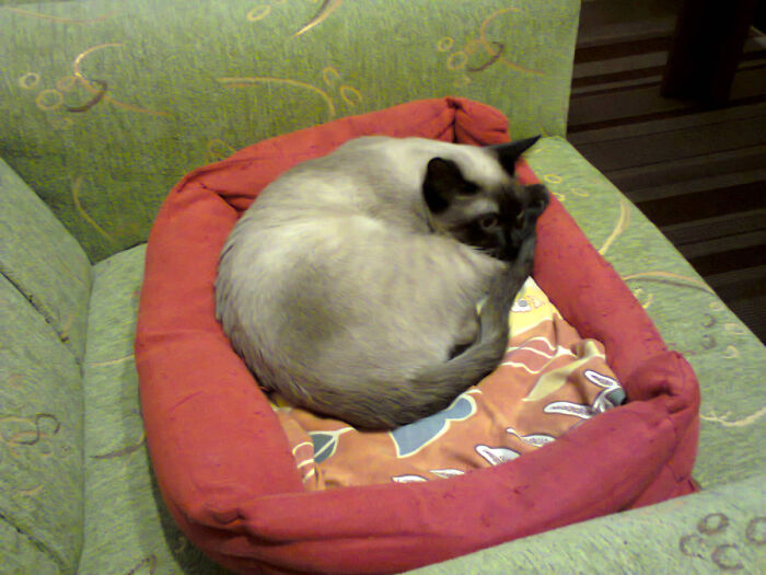 She Inherited This Bed From My Previous Cat