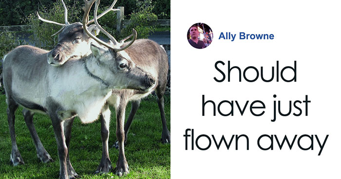 Reindeer Found On Suffolk’s A-Road After Running Away From ‘Santa’s Grotto’ Attraction