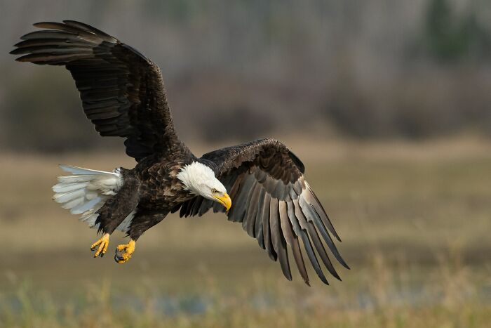 Bald eagle in flight showing detailed feathers and sharp gaze, symbolizing beauty and hope in our world.