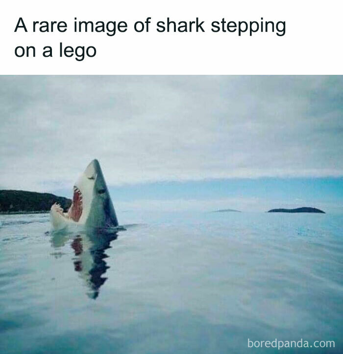 Shark stepping on a Lego in a funny meme, mouth open in mock agony.