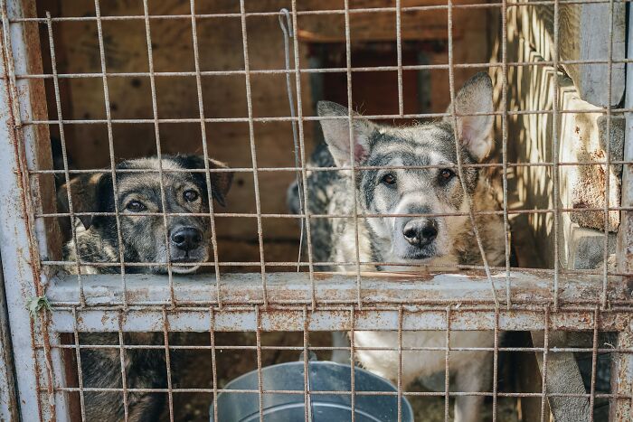 Two dogs behind a rusty metal cage in a shelter, showing a hopeful scene proving our world isn't a total nightmare.