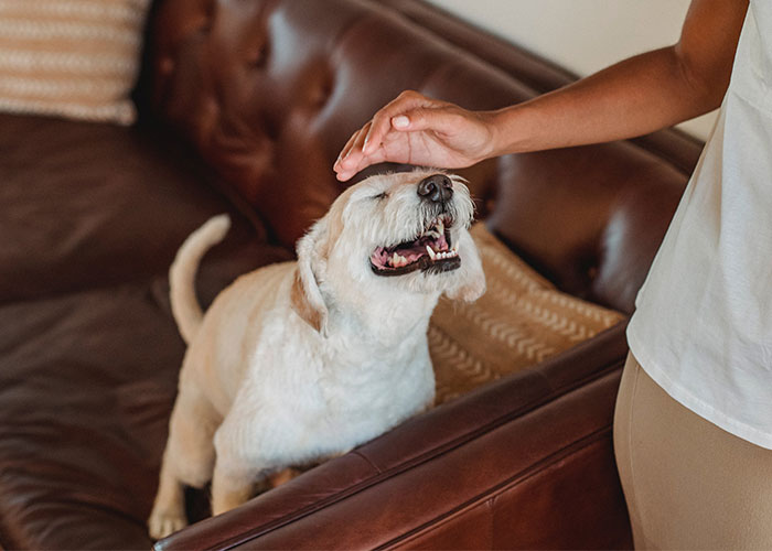 “I Adopted My Dog, Not Her”: Woman Splits Family And The Internet With Her Clapback To SIL “I Adopted My Dog, Not Her”: Woman Splits Family And The Internet With Her Clapback To SIL