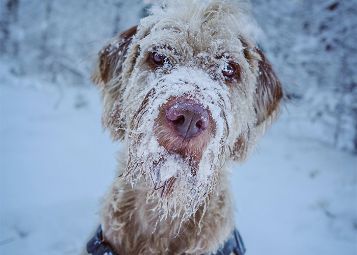 “I Adopted My Dog, Not Her”: Woman Splits Family And The Internet With Her Clapback To SIL “I Adopted My Dog, Not Her”: Woman Splits Family And The Internet With Her Clapback To SIL