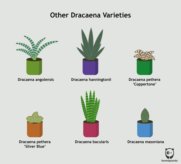 Illustrated Dracaena Varieties Illustrated Dracaena Varieties