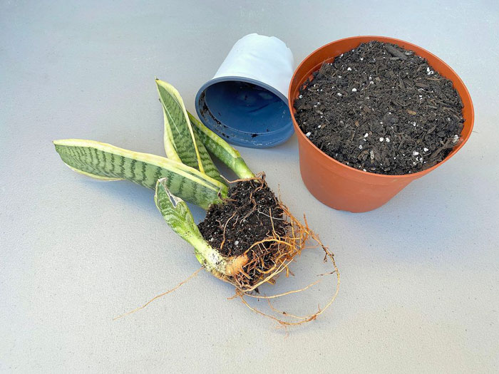 Replanting snake plant Replanting snake plant