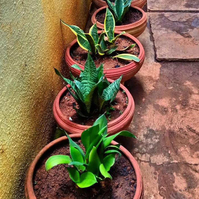 Snake plants in orange pots Snake plants in orange pots