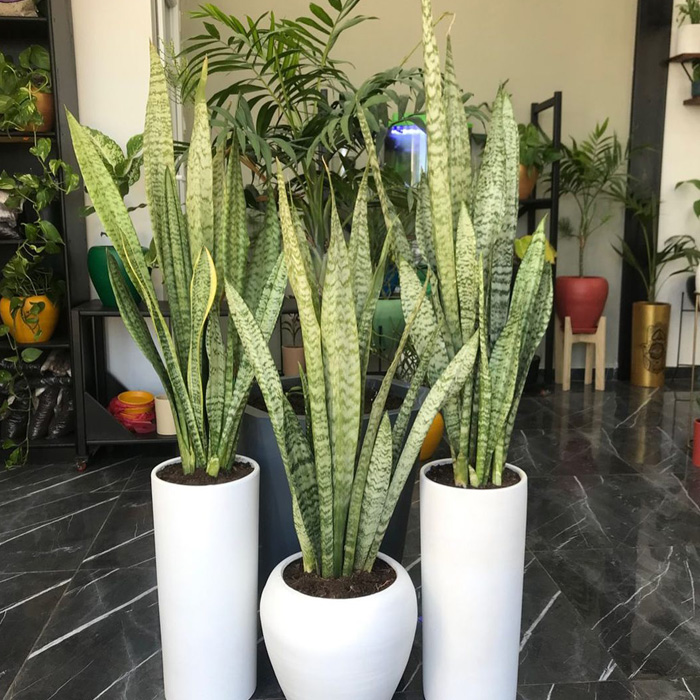 Three snake plants in a white pot Three snake plants in a white pot