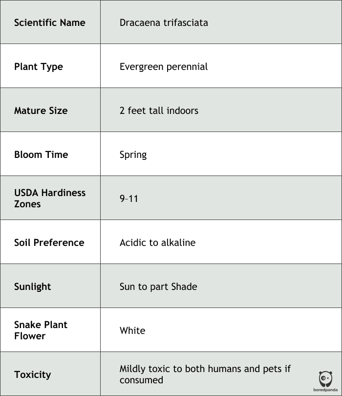 Table of quick facts about snake plants Table of quick facts about snake plants