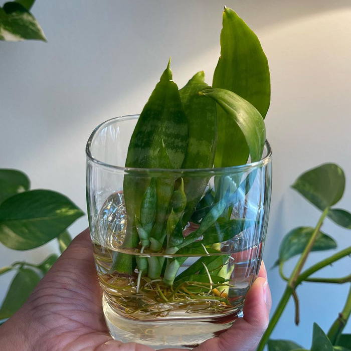 Snake plants' sprout in the glass jar Snake plants' sprout in the glass jar