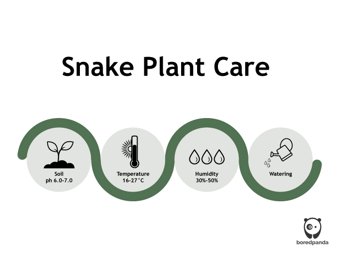 How to take care of snake plant infographics How to take care of snake plant infographics