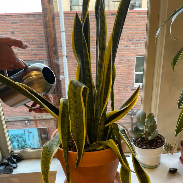 Person watering a snake plant Person watering a snake plant