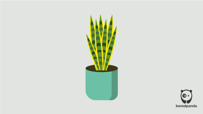 Illustrated Laurentii Illustrated Laurentii