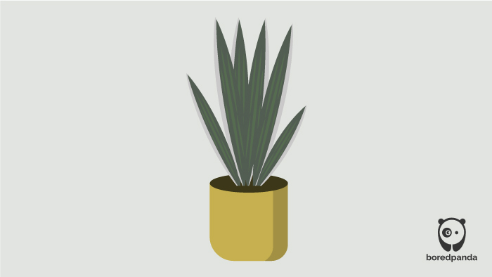 Illustrated Bantel’s Sensation Illustrated Bantel’s Sensation