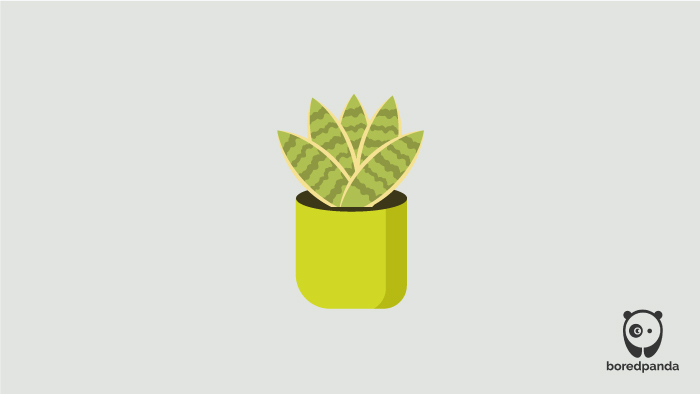 Illustrated Golden Hahnii Illustrated Golden Hahnii