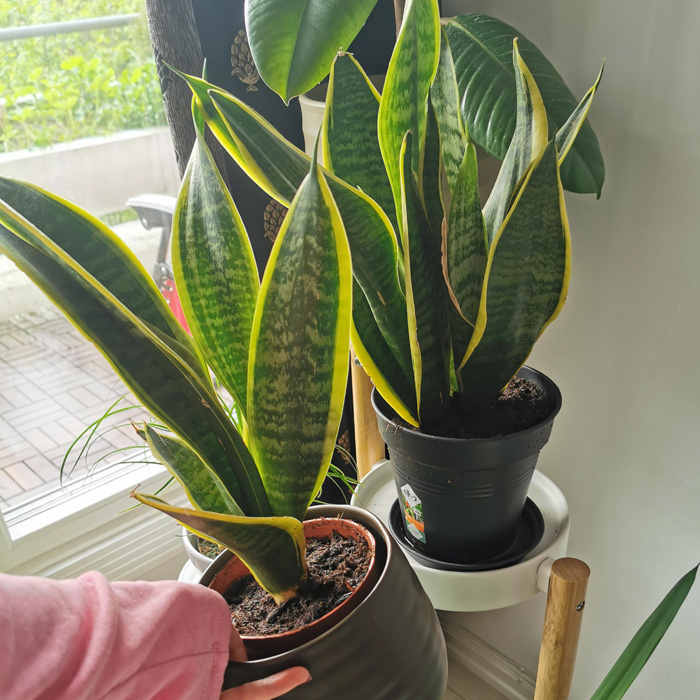 Woman holding a pot with a snake plant Woman holding a pot with a snake plant