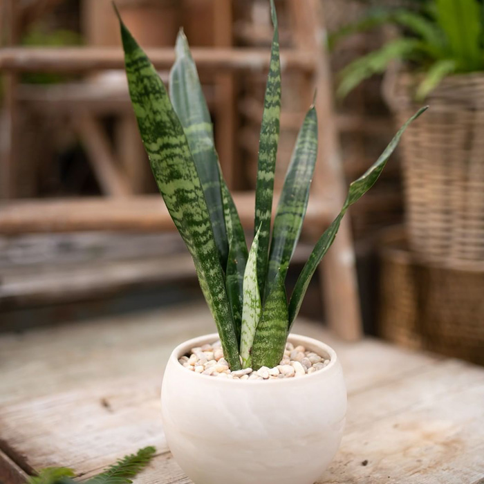 Small snake plant in a white pot Small snake plant in a white pot