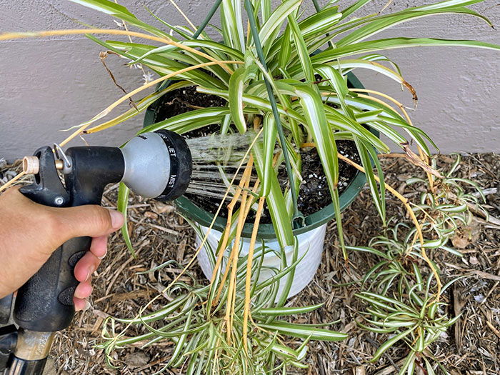 Person watering a spider plant Person watering a spider plant