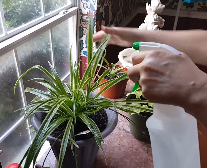 Person fertilizing spider plant Person fertilizing spider plant