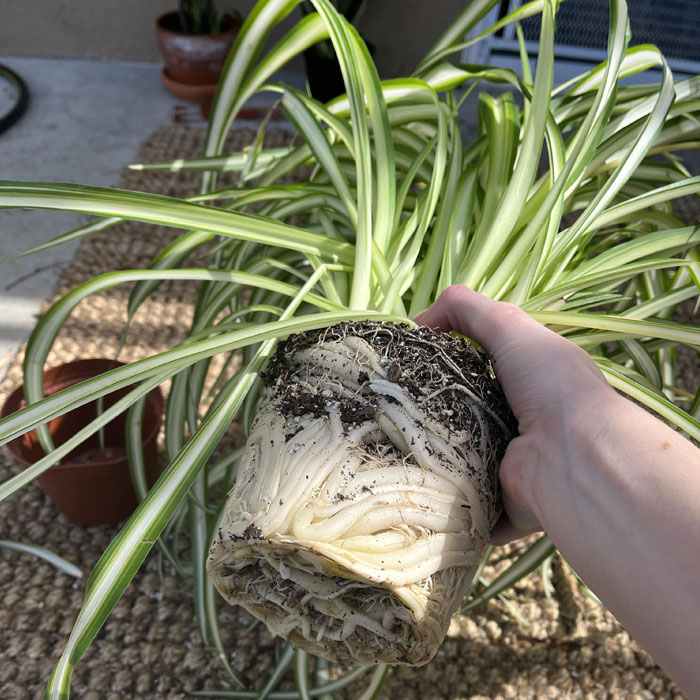 Person holding a spider plant out of a pot Person holding a spider plant out of a pot