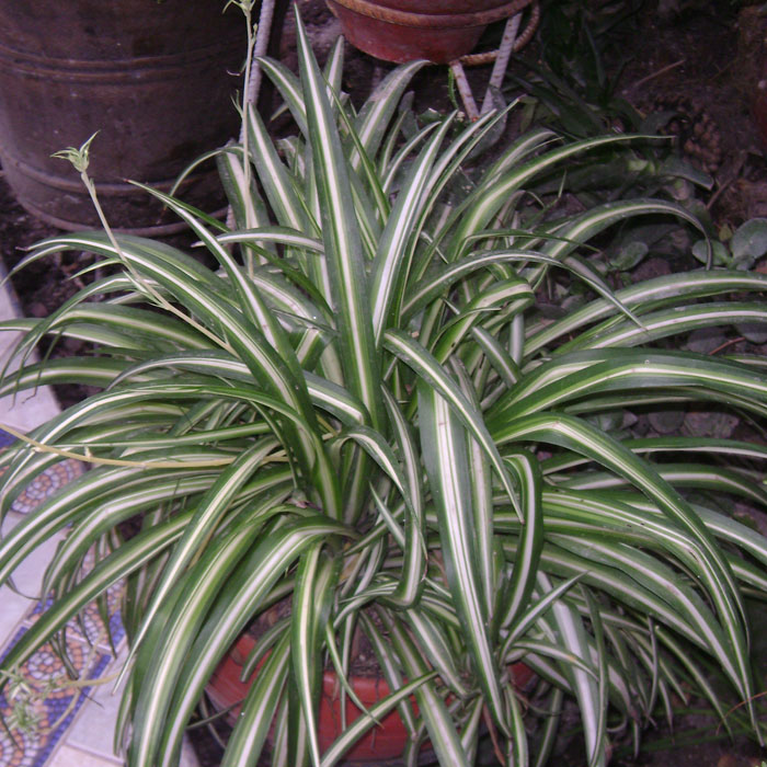 Spider plants in a pot Spider plants in a pot