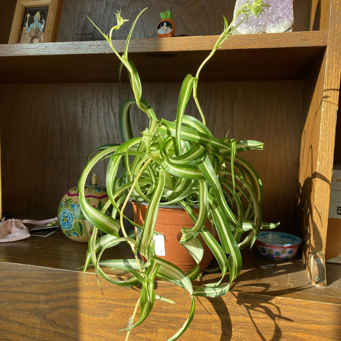Bonnie tangles spider plant in a pot Bonnie tangles spider plant in a pot