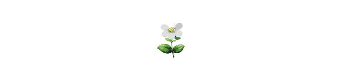 blooming white flower illustration blooming white flower illustration