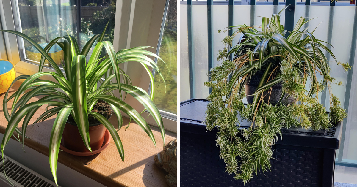 Spider Plant Care: Why You Should Let This Spider Crawl Into Your Home |  Bored Panda