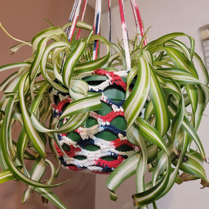 Spider plant in hanging pot Spider plant in hanging pot