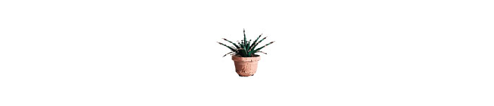 Small pot with spider plant illustration Small pot with spider plant illustration