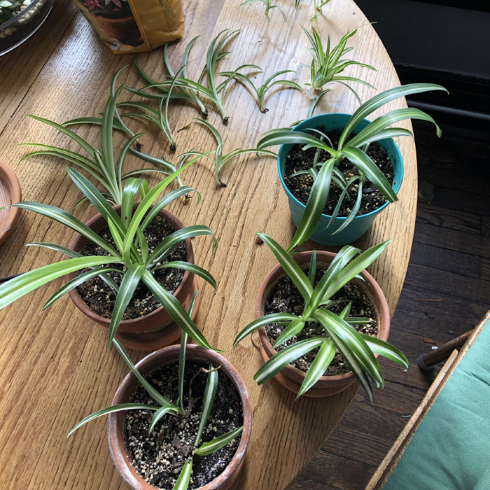 Multiple Spider plants separated in different pots Multiple Spider plants separated in different pots