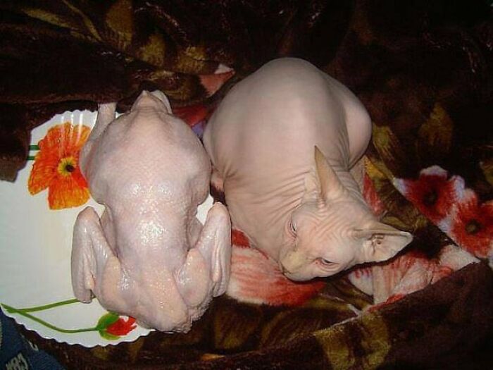 Strange-Weird-Cursed-Images