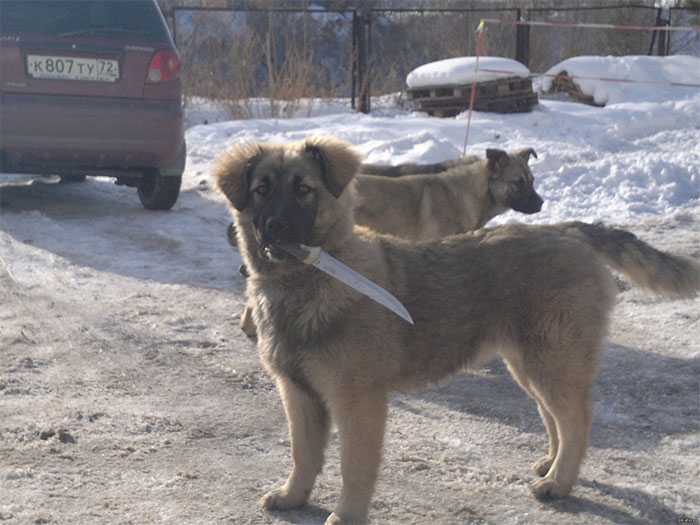 Strange-Weird-Cursed-Images