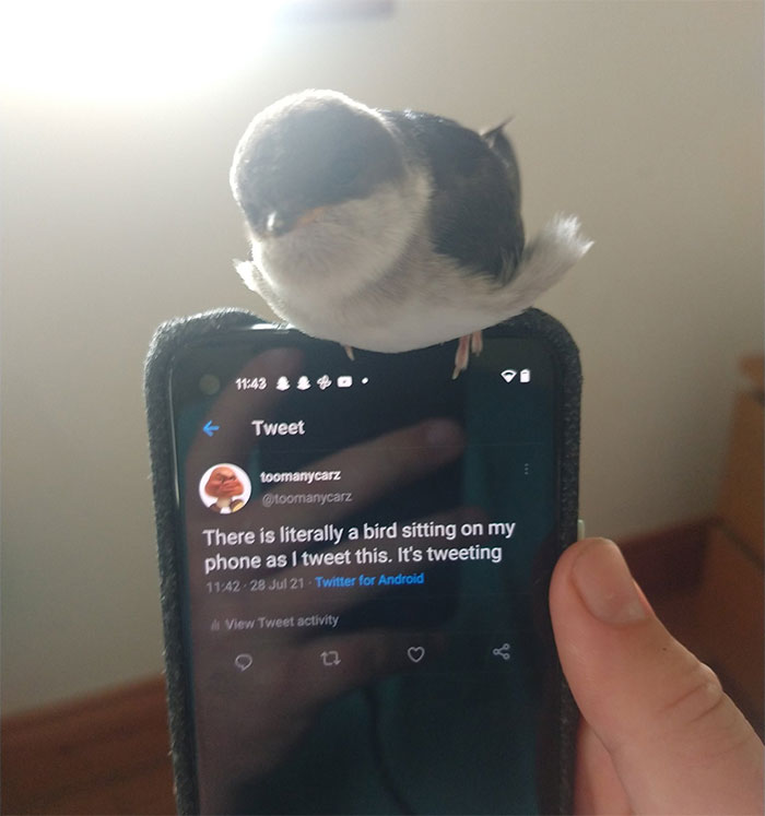 Strange-Weird-Cursed-Images