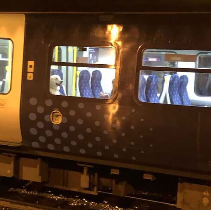 Subway-Creatures-Funny-Pics