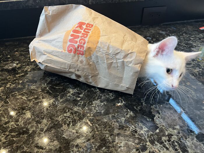 Best Fast Food Ever! He Climbed In By Himself