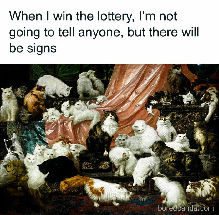 The-Odd-Cat-Sanctuary-Memes