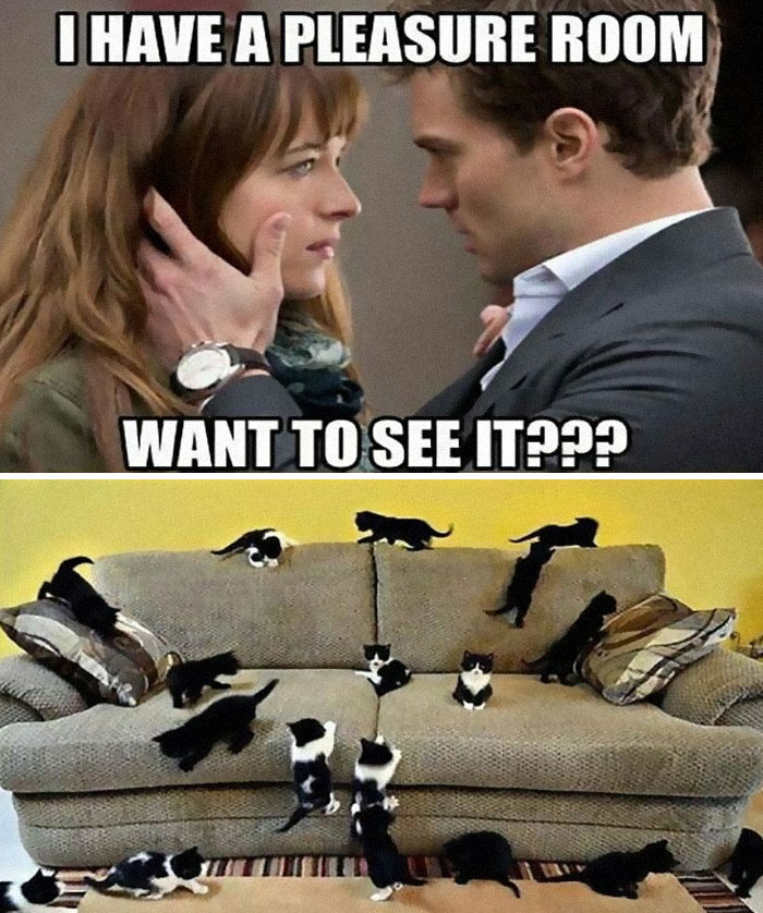 The-Odd-Cat-Sanctuary-Memes