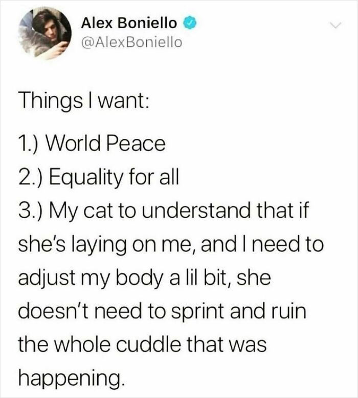 The-Odd-Cat-Sanctuary-Memes