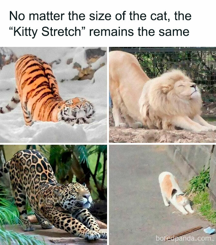 The-Odd-Cat-Sanctuary-Memes