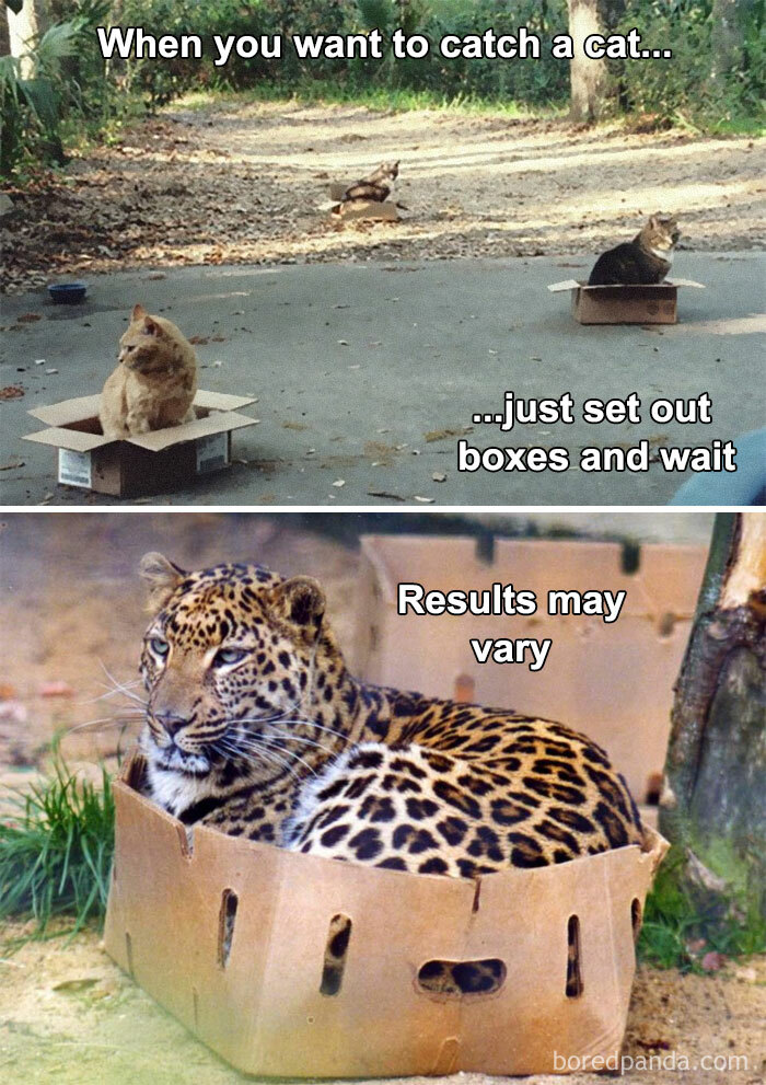 The-Odd-Cat-Sanctuary-Memes