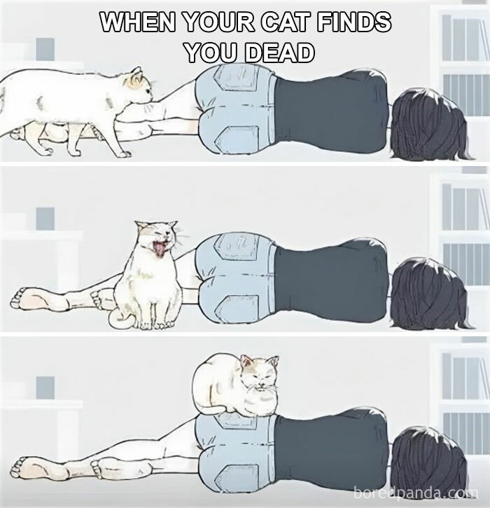 The-Odd-Cat-Sanctuary-Memes